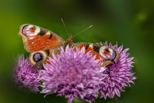 Biodiversity